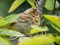 Greenfinch, Carduelis chloris, perched on branch showing signs of Finch disease (Trichomoniasis