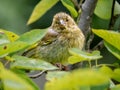 Greenfinch, Carduelis chloris, perched on branch showing signs of Finch disease (Trichomoniasis