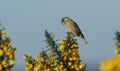 A Greenfinch Carduelis chloris perched on a flowering Gorse bush.