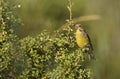 Greenfinch (Carduelis chloris)