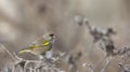 Greenfinch (Carduelis chloris)