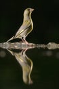 Greenfinch, Carduelis chloris Royalty Free Stock Photo