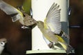 Greenfinch, carduelis cloris Royalty Free Stock Photo