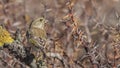 Greenfinch on Bush