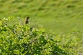 Greenfinch (Chloris chloris) perched on bush