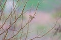 greenfinch (Chloris chloris)