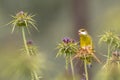 Greenfinch eating the seed of Maria Thistle Royalty Free Stock Photo