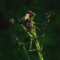 Greenfinch eating thistle flower Royalty Free Stock Photo