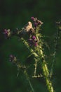 Greenfinch eating thistle flower Royalty Free Stock Photo