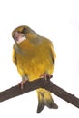 Greenfinch