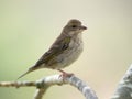 Greenfinch, female (Carduelis chloris) Royalty Free Stock Photo