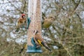 Greenfinch goldfinch feeder