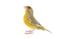 Greenfinch isolated on a white background. Carduelis chloris