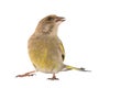 Greenfinch isolated on a white background. Carduelis chloris. Female