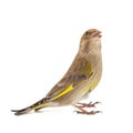 Greenfinch isolated on a white background. Carduelis chloris. Female