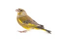 Greenfinch isolated on a white background. Male European Greenfinch carduelis chloris