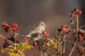 Greenfinch