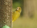 Greenfinch with open mouth on bird feeder