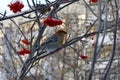 Greenfinch ordinary or forest canary.