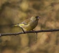 Greenfinch perched