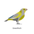 Greenfinch profile with multicolored plumage. Small European bird. Stylized multi colored feathered Chloris. Flat vector