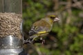 Greenfinch, Scientific name: Chloris