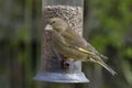 Greenfinch, Scientific name: Chloris