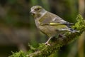 Greenfinch, Scientific name: Chloris