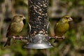 Greenfinch, Scientific name: Chloris