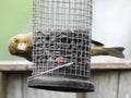 Greenfinch on a seed feeder