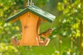 Greenfinch with seed feeder