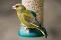 Greenfinch