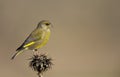 Greenfinch on a Thistle Royalty Free Stock Photo