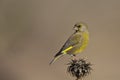 Greenfinch on a Thistle Looking Back Royalty Free Stock Photo