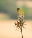 Greenfinch on Thistle plant Royalty Free Stock Photo