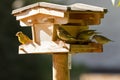 Greenfinch yellowish green birds feeding on dried sunflower seed