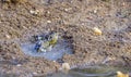 Greenfinches Bathing