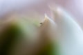 Greenfly or Aphid on natural green background, on the petals of a plant, wingless form. Royalty Free Stock Photo