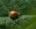 Greenfly Aphidoidea Royalty Free Stock Photo