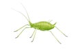 Greenfly Royalty Free Stock Photo