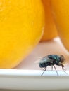 GreenFly in fruit orange plate white Royalty Free Stock Photo