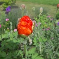 Greenfly on a half-opened poppy flower bud. jpg