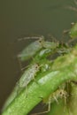 Greenfly