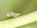 Greenfly