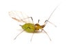 Greenfly on White Royalty Free Stock Photo