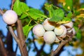 Greengage Plum Royalty Free Stock Photo