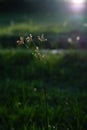 Greengras,rumput, garden, bokeh,sunligt