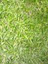 GreenGrass background