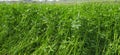 Greengrass, grass, nature, agricultural, natural