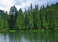 Synevyr, Carpathians. Green coniferous forest on a background of a lake after rain.